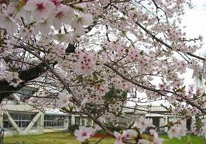 20130402_sakura01.jpg