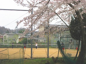 20130402_sakura02.jpg