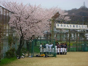 20130402_sakura03.jpg