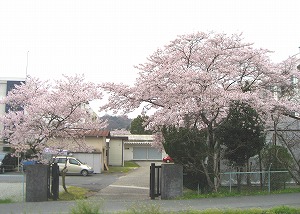 20130402_sakura06.jpg