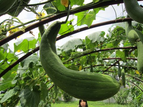 ４年 ヘチマとヒョウタンが実をつけました 五條小学校