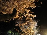 20160405sakura006.jpg