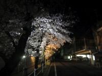 20160405sakura009.jpg