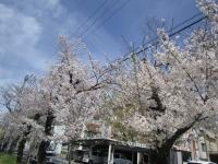 20160406sakura003.jpg